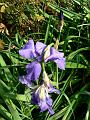 Purple irises, 'The Cedars', Hans Heysen's House, near Hahndorf P1080741